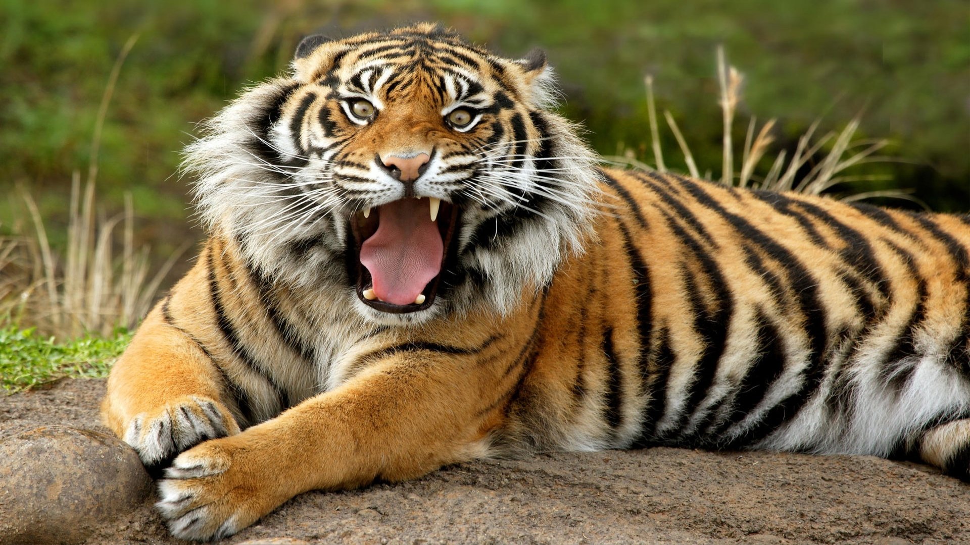  Roaring Tiger