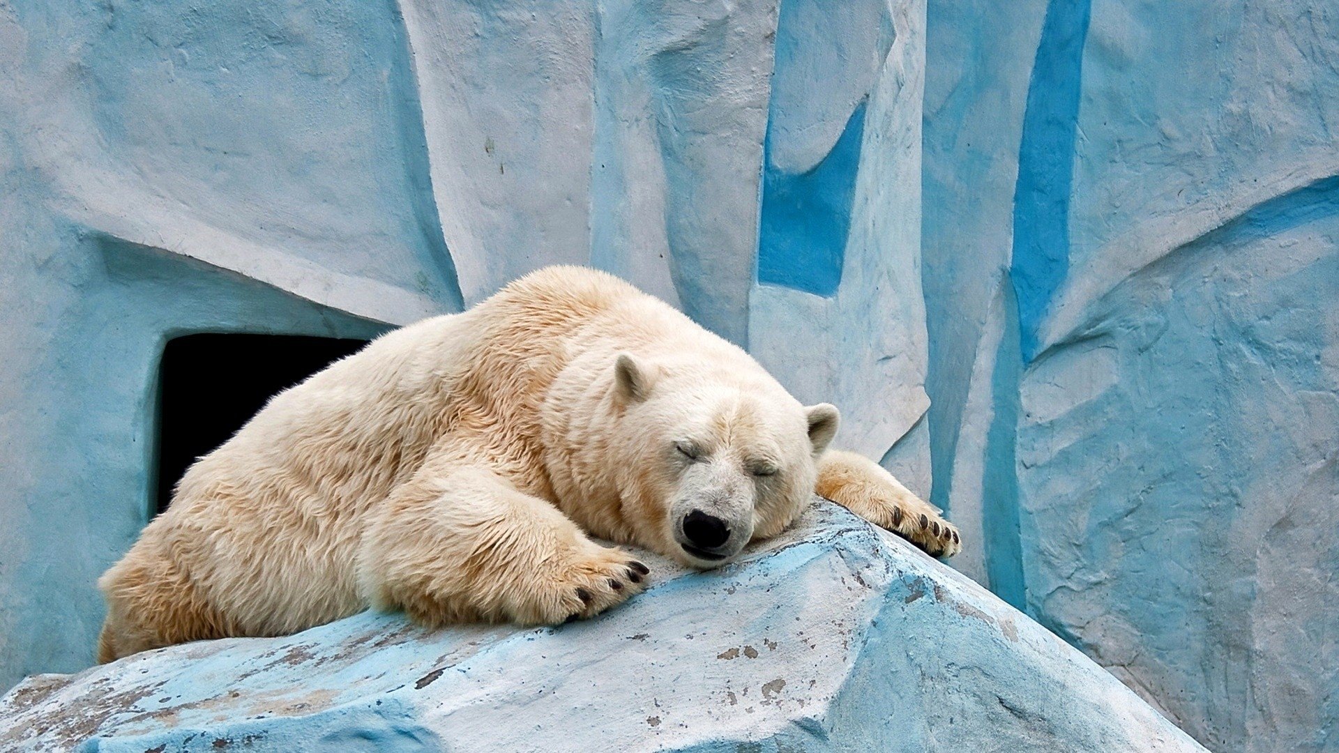 Sleeping Polar Bear - Image Abyss