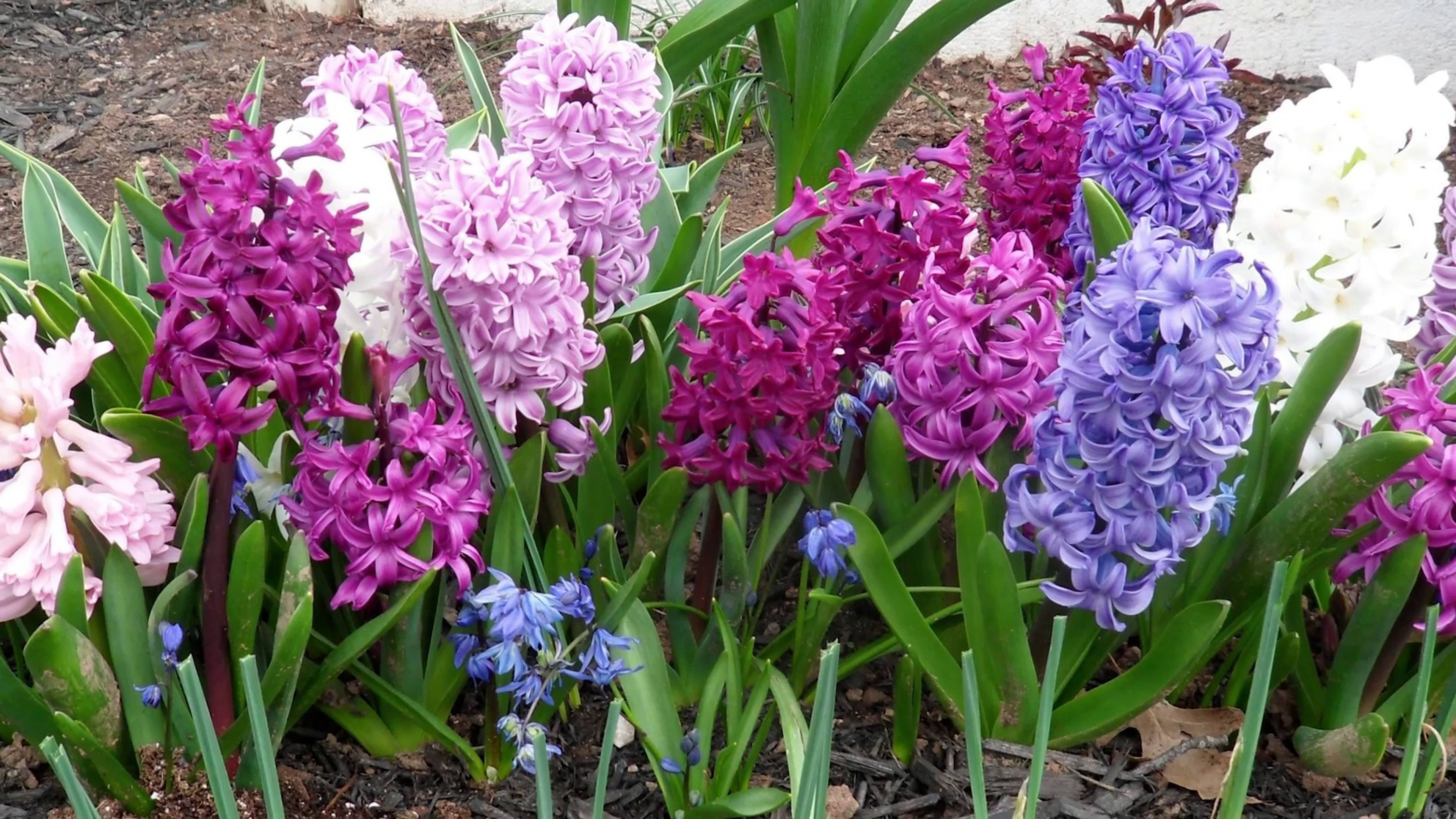 Colorful Hyacinths