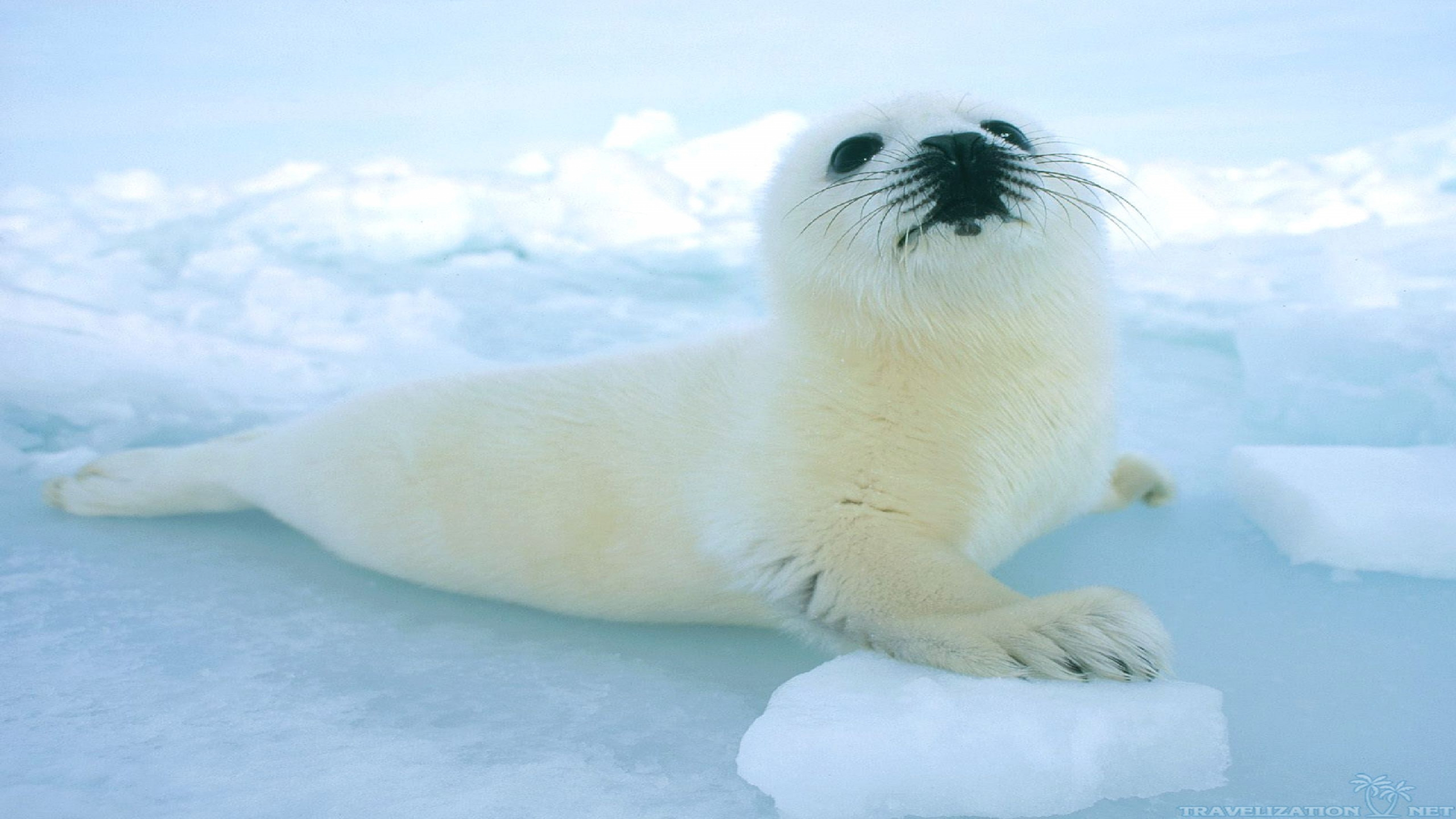 Тюлен вый. Байкальская Нерпа Белек. Белек гренландского тюленя. Белёк детеныш тюленя. Нерпа в Арктике.
