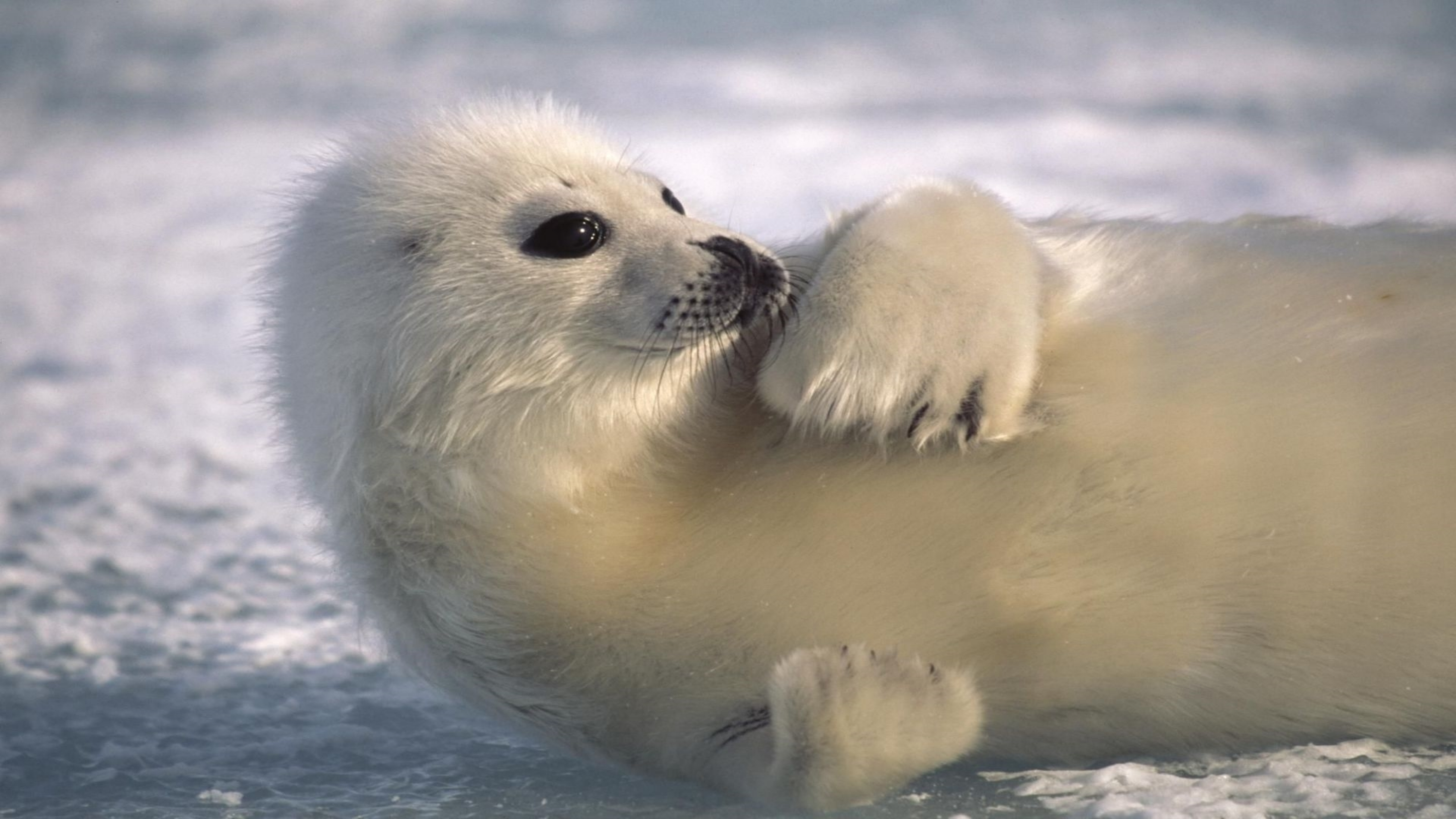 Жители северного океана. Нерпа в Арктике. Нерпа Северного Ледовитого океана. Гренландский тюлень. Белый Гренландский тюлень.