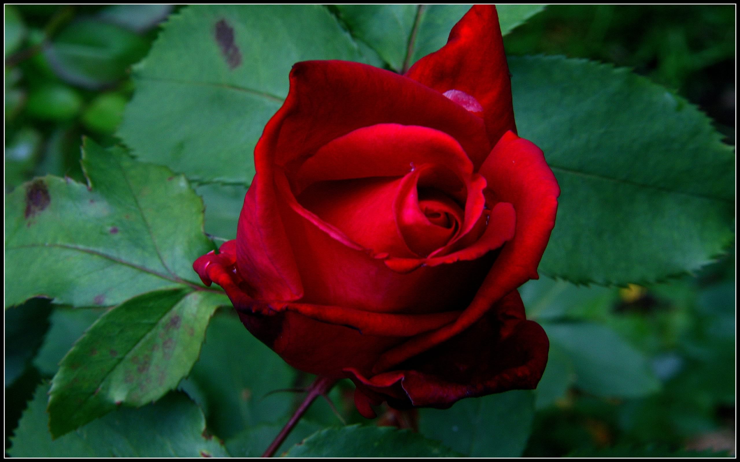 Red Rose - Image Abyss.