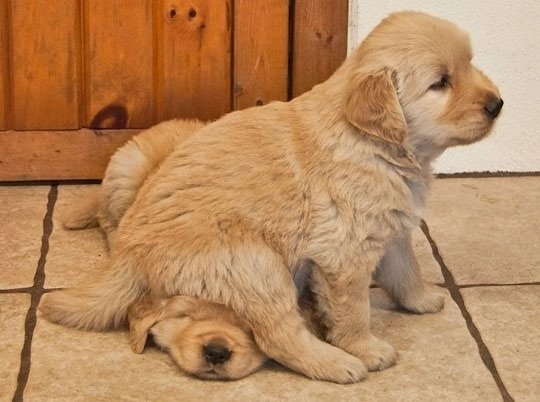 Two adorable golden retriever puppies, one sitting on top of the other, creating a humorous and cute moment with these playful animals.