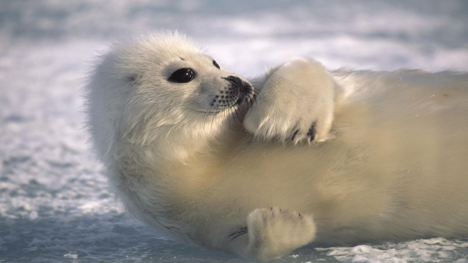  White Seal Pup