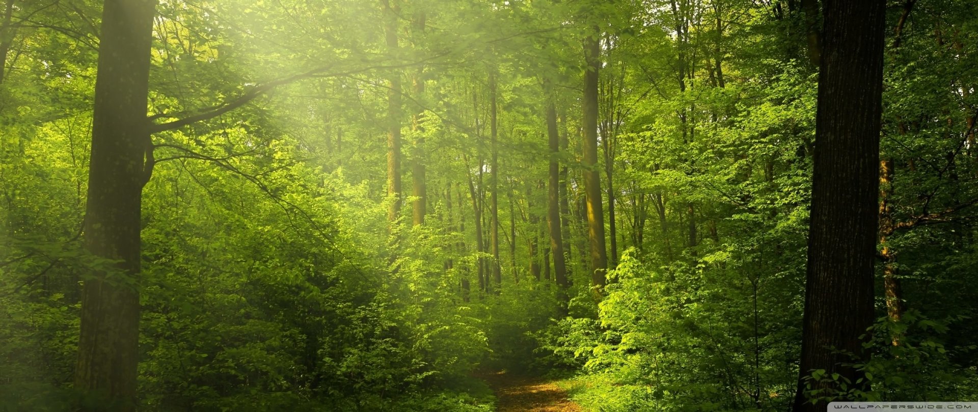  Dirt Path in Misty Forest
