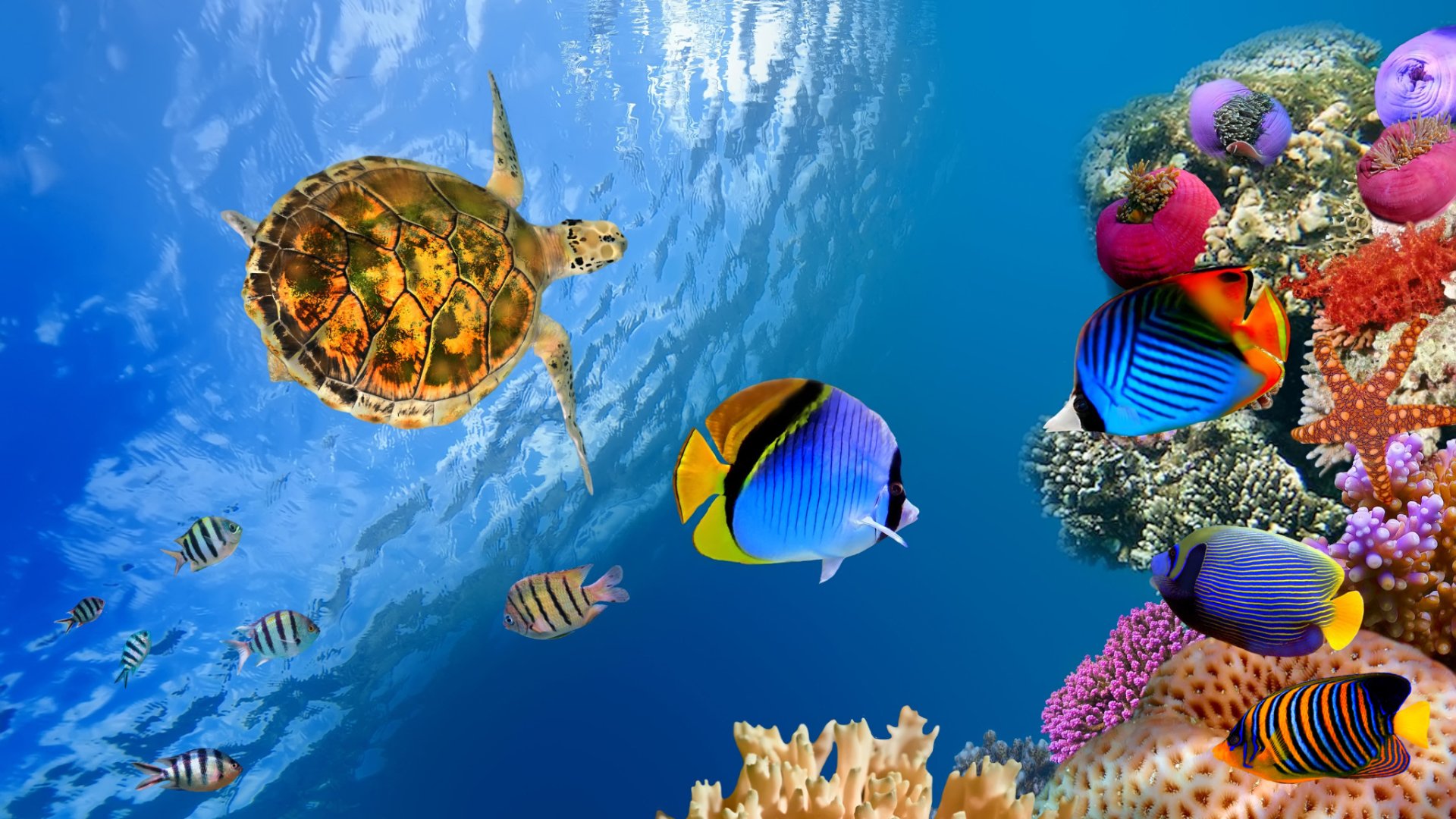 underwater turtle fish Image
