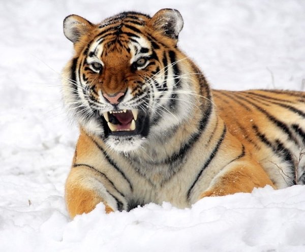 tiger Image
