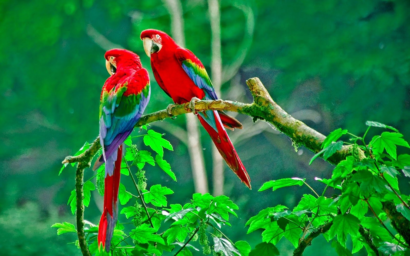 macaw parrot Image