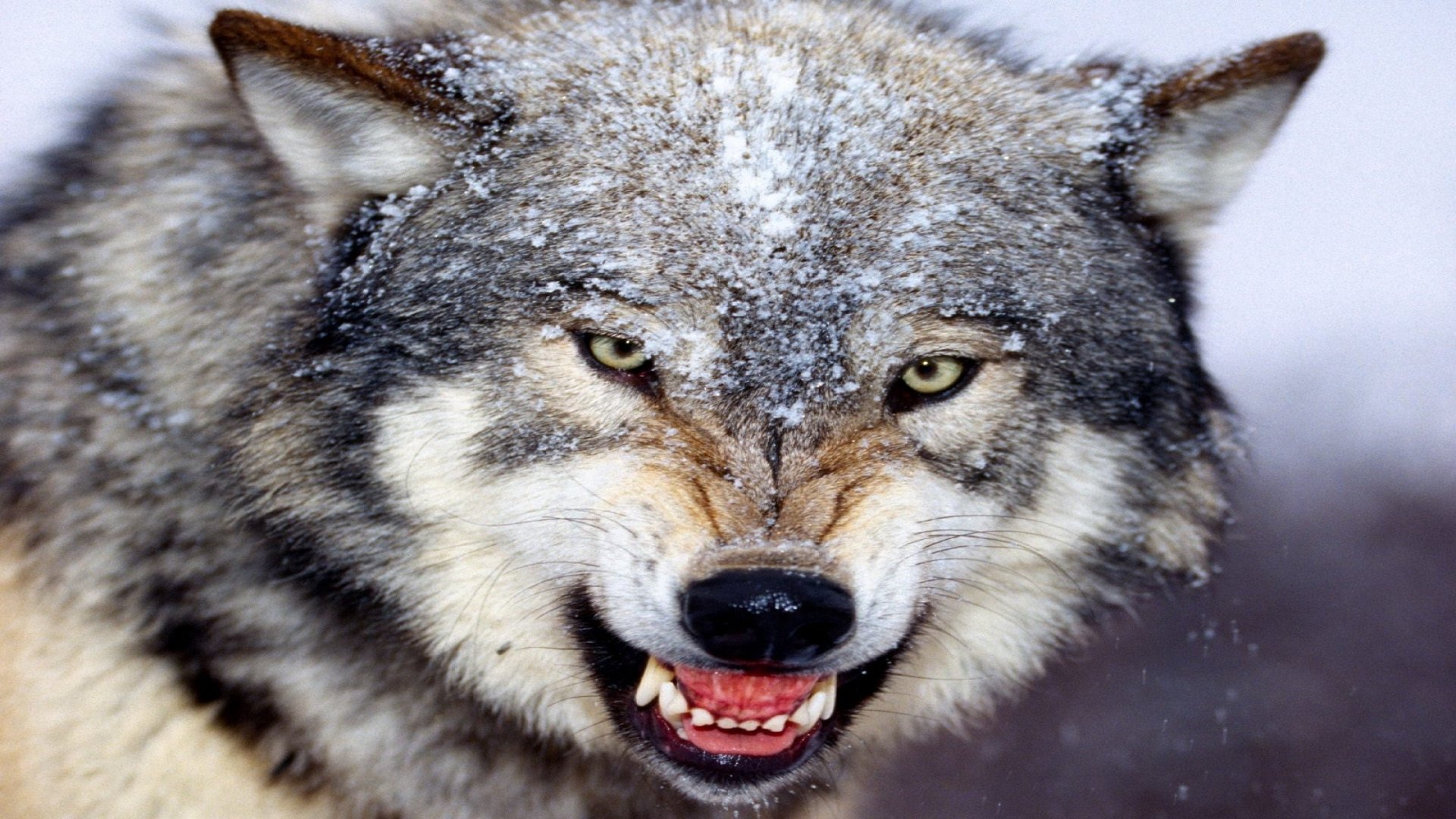  Growling Wolf