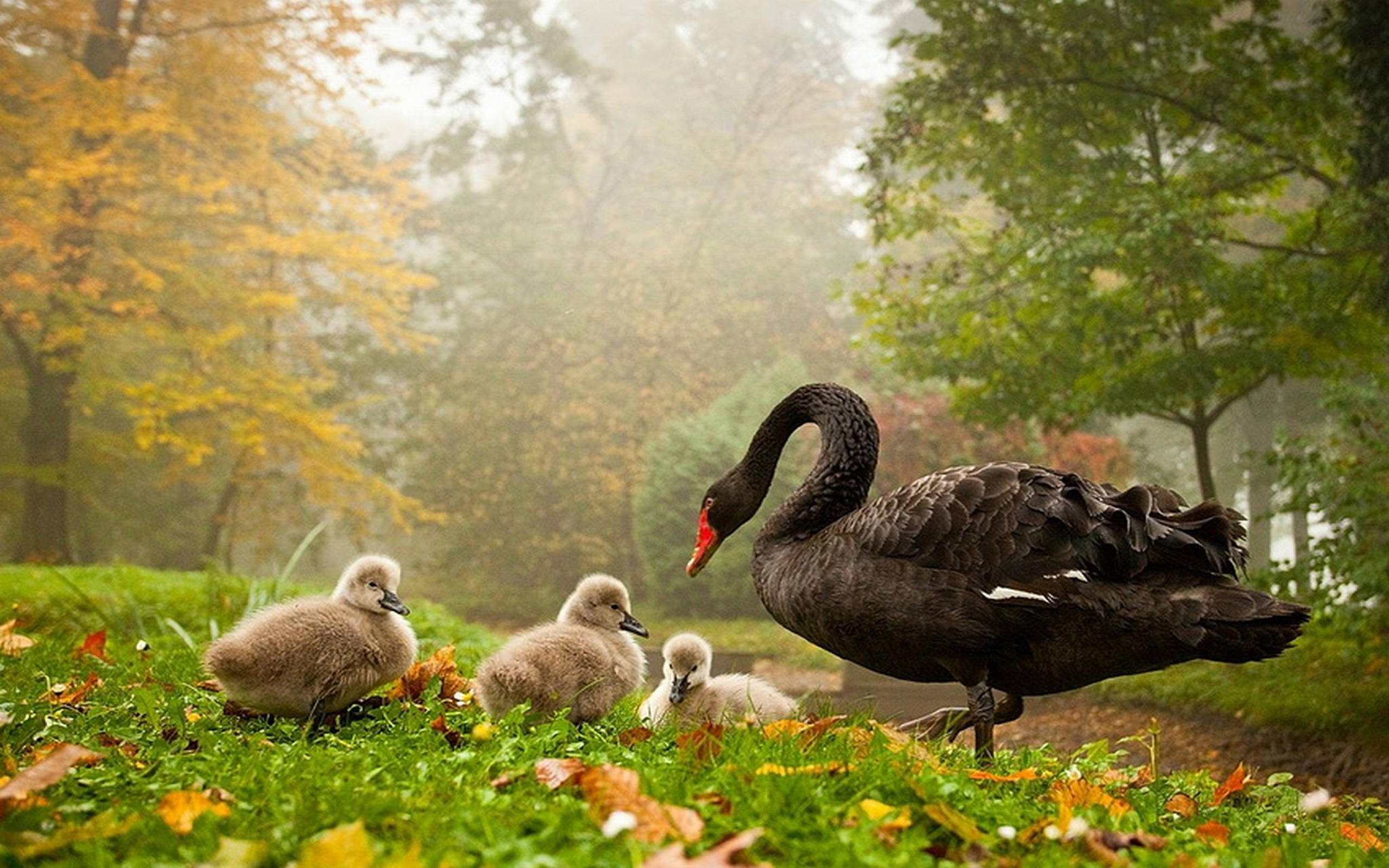 Black Swan Mother and Her Cygnets