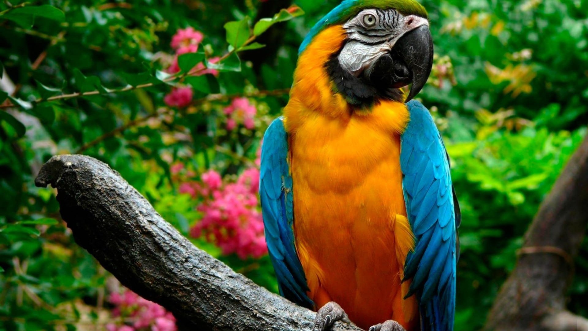 A vibrant blue-and-yellow macaw perched on a branch, surrounded by lush foliage and colorful flowers, showcasing its striking plumage and inquisitive expression.