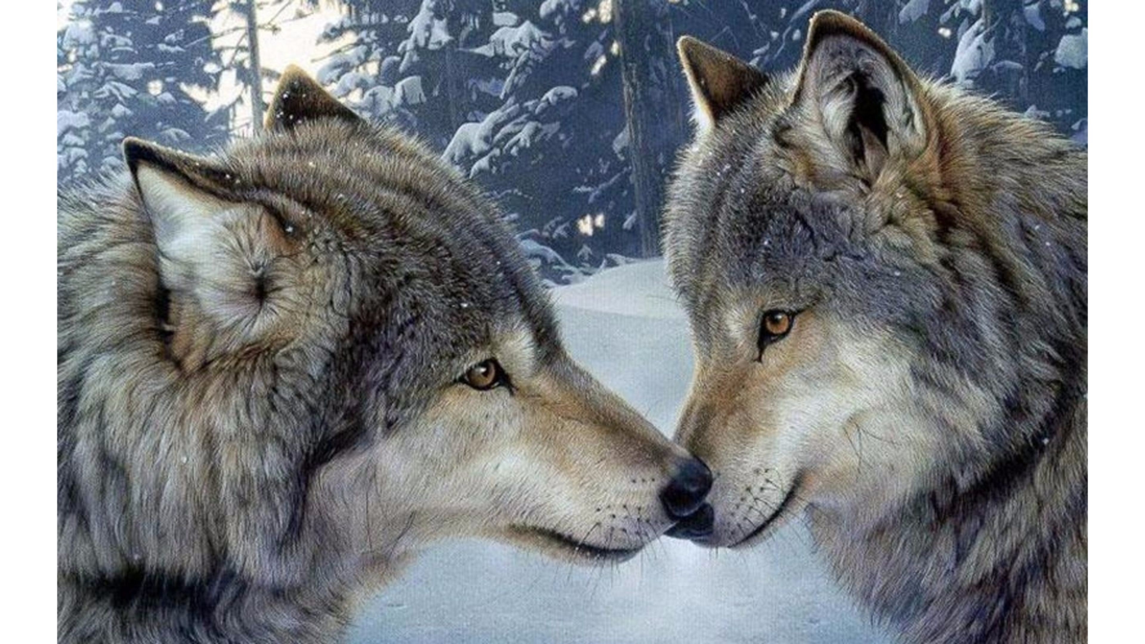 Two Wolves - Image Abyss