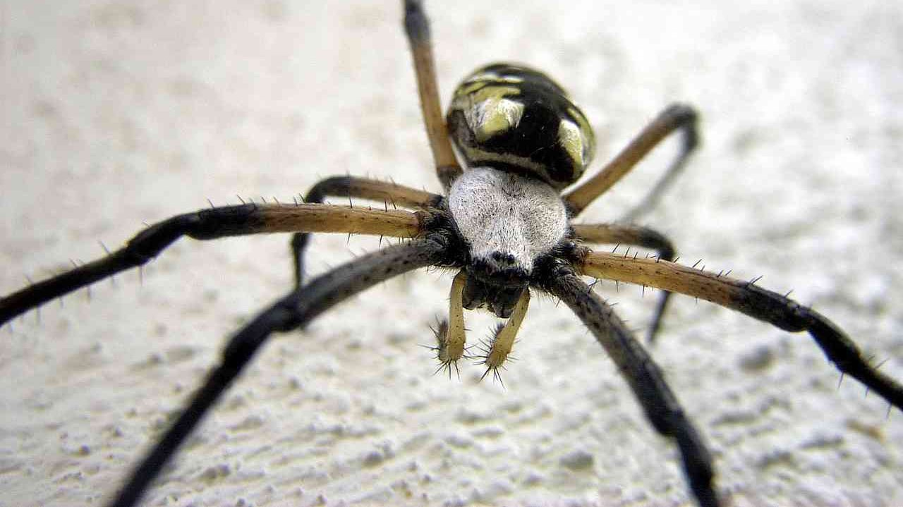 Spider Picture