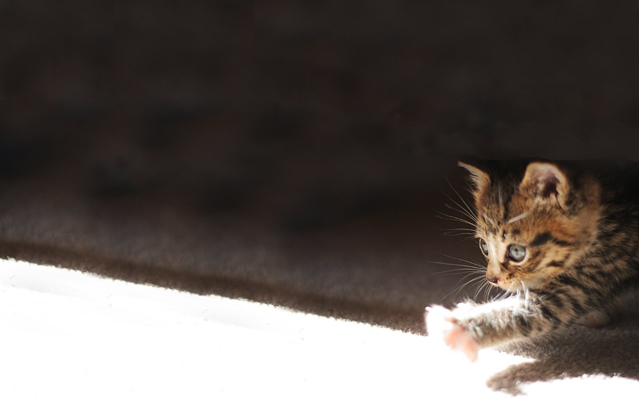 A playful kitten stretches out its paw toward a patch of sunlight, showcasing its curious nature and adorable features in a cozy indoor setting.