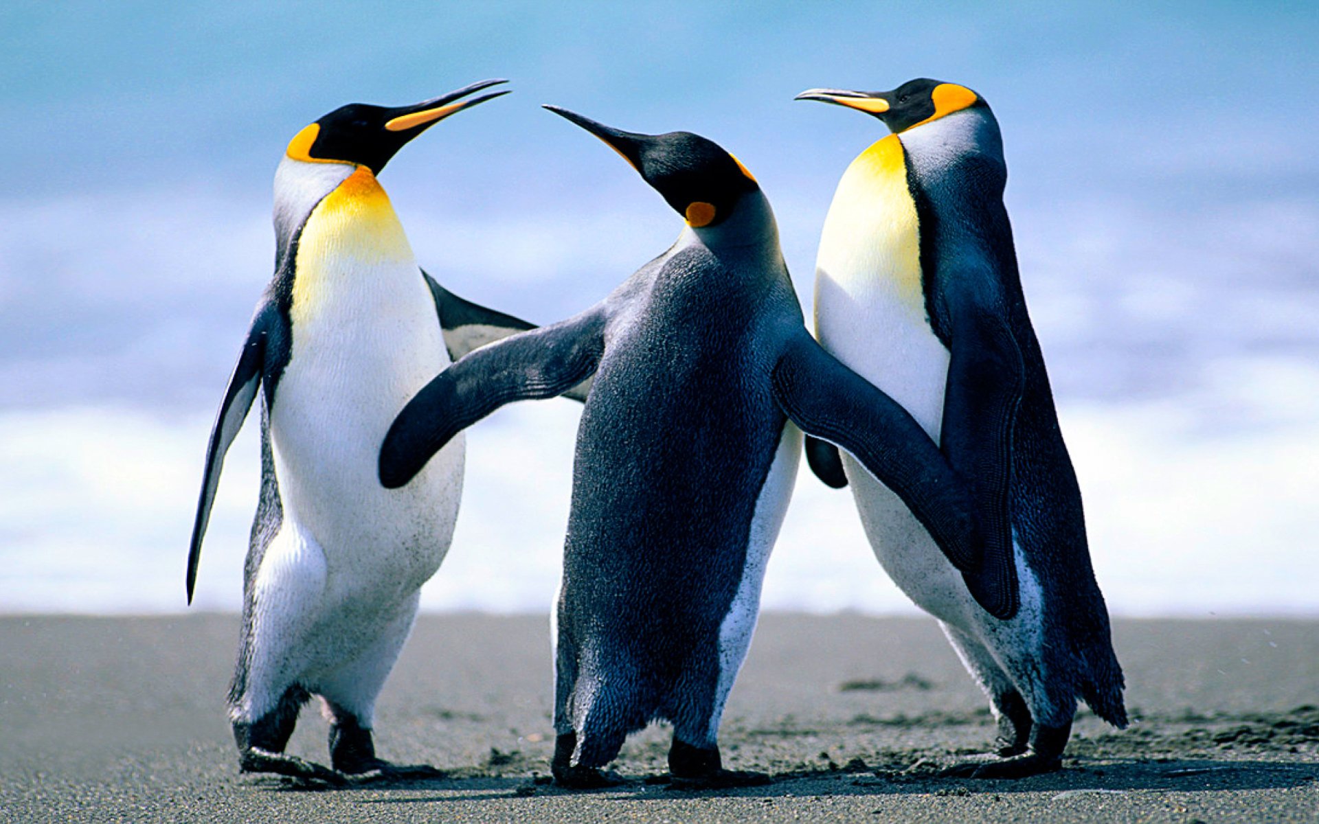 penguin Animal emperor penguin Image