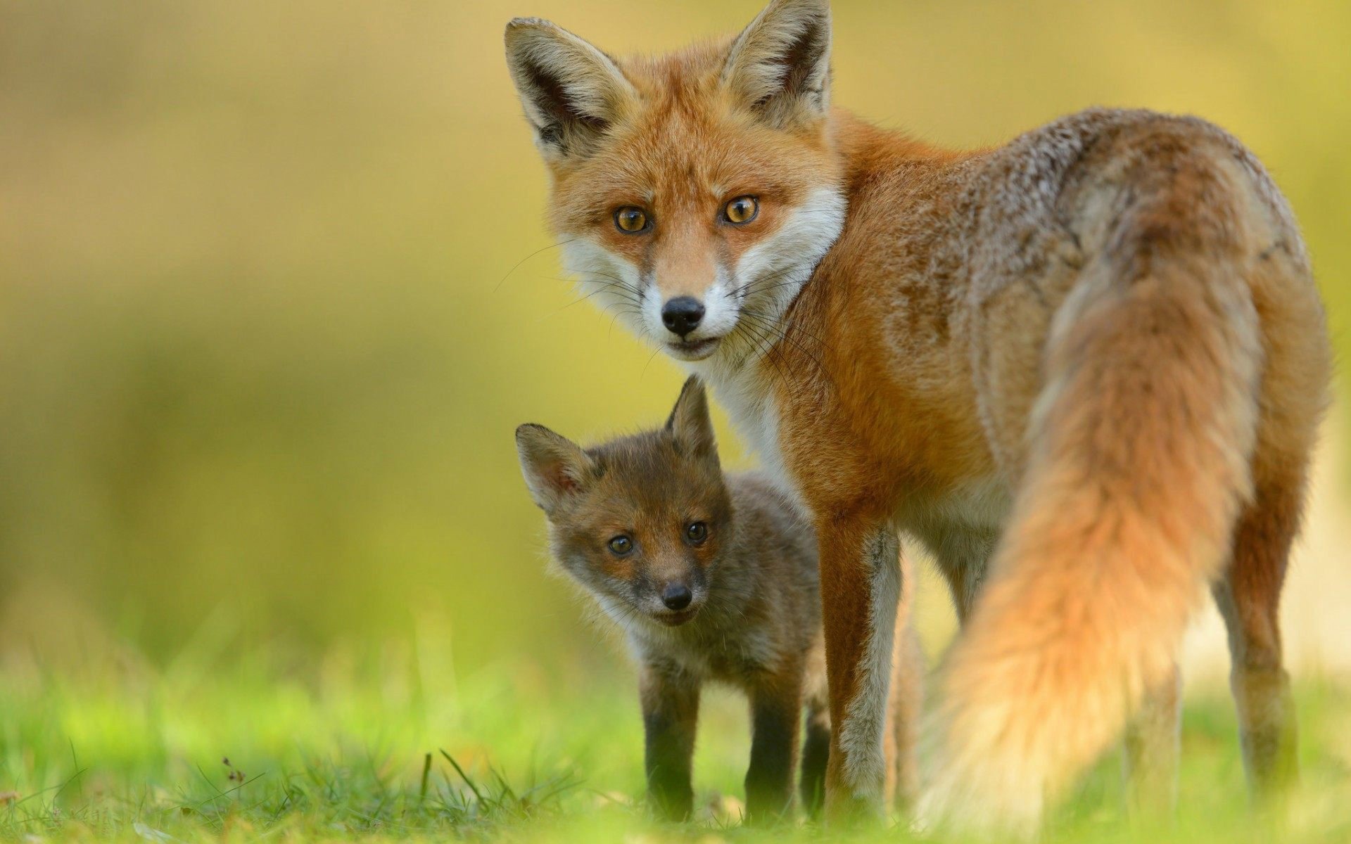 Download Cub Red Fox Animal Fox Image