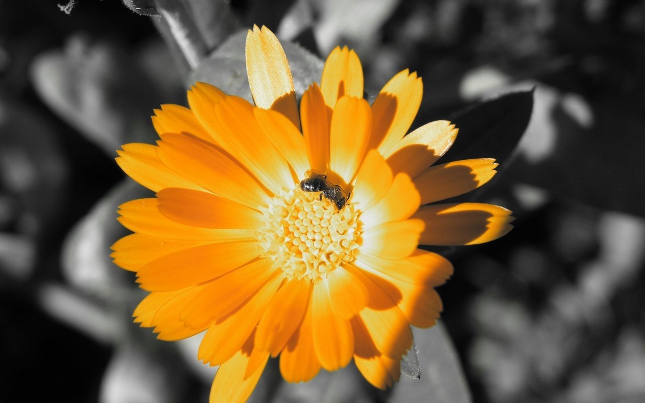 orange flower nature flower Image