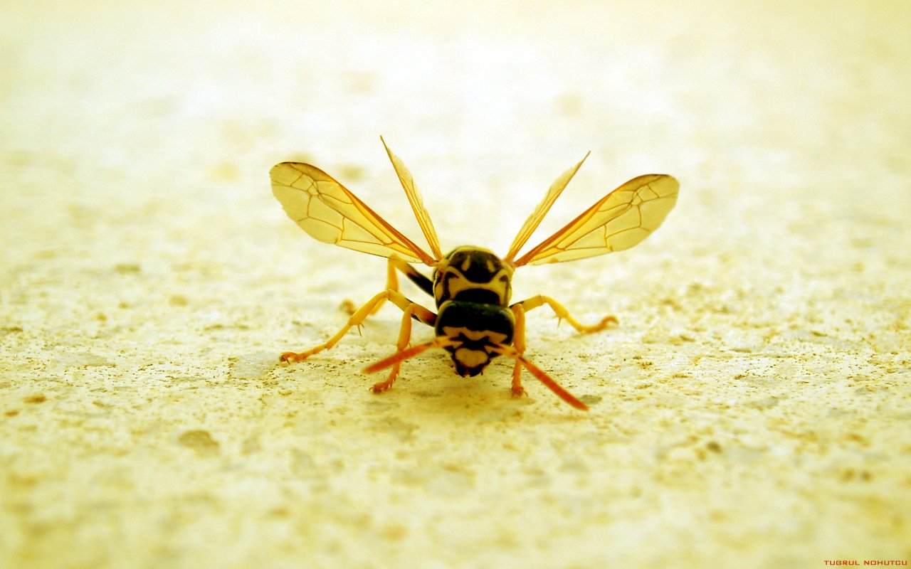 A close-up of a bee on a light-colored surface, showcasing its detailed wings and body structure, highlighting the intricate beauty of this important pollinator.