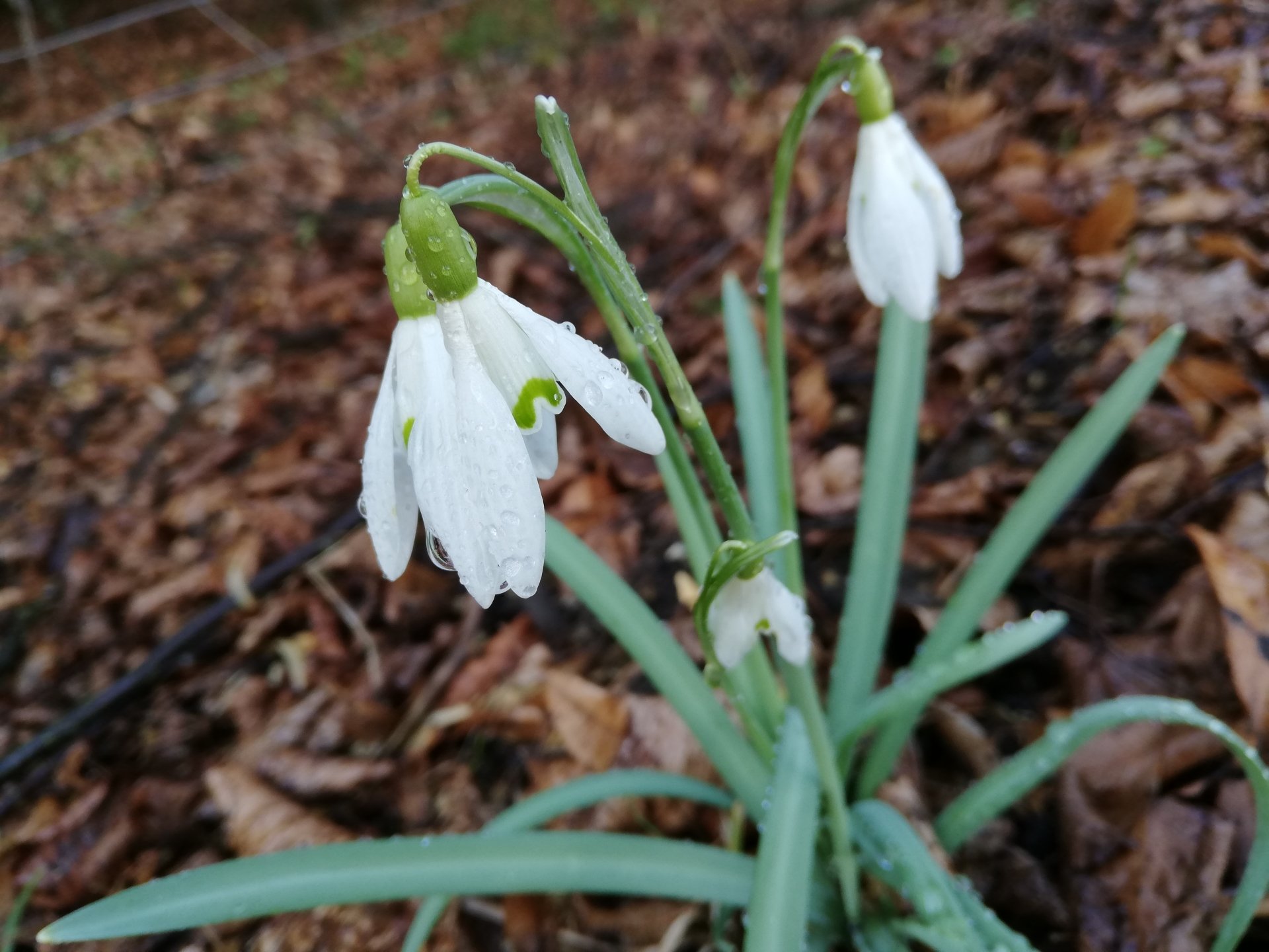 white flower snowdrop flower Image