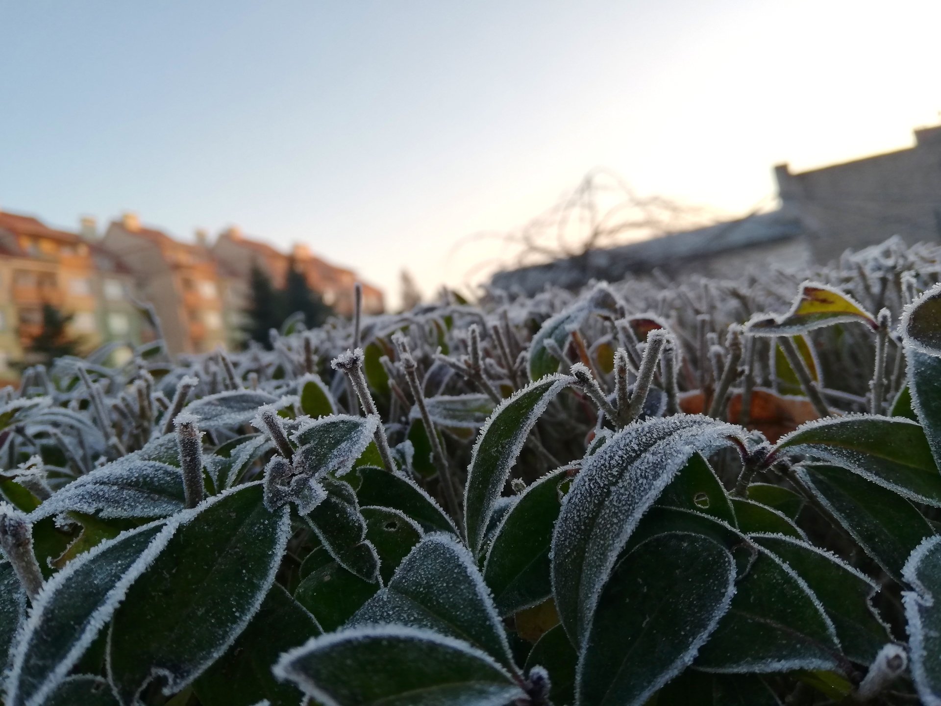 frost plant Image