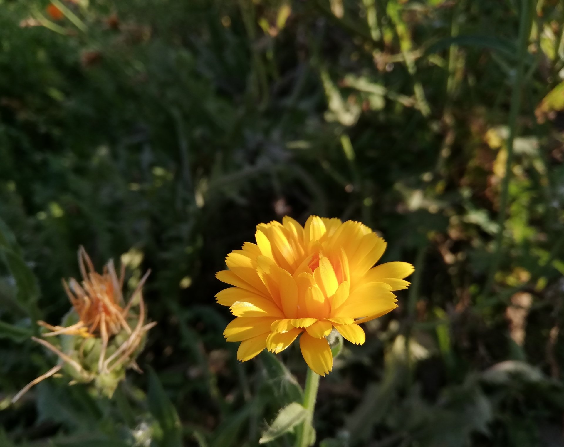 yellow flower flower Image