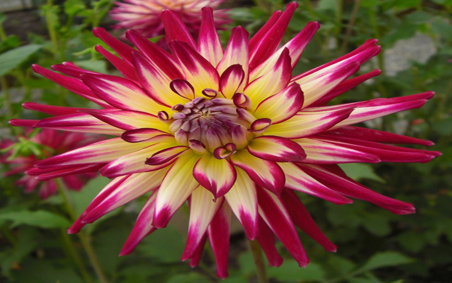 Red and Yellow Dahlia - Image Abyss