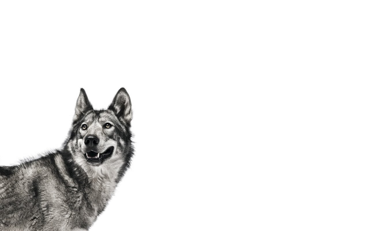 A gray wolf stands against a plain white background, looking back with an alert expression, showcasing its keen sense of awareness and natural beauty.
