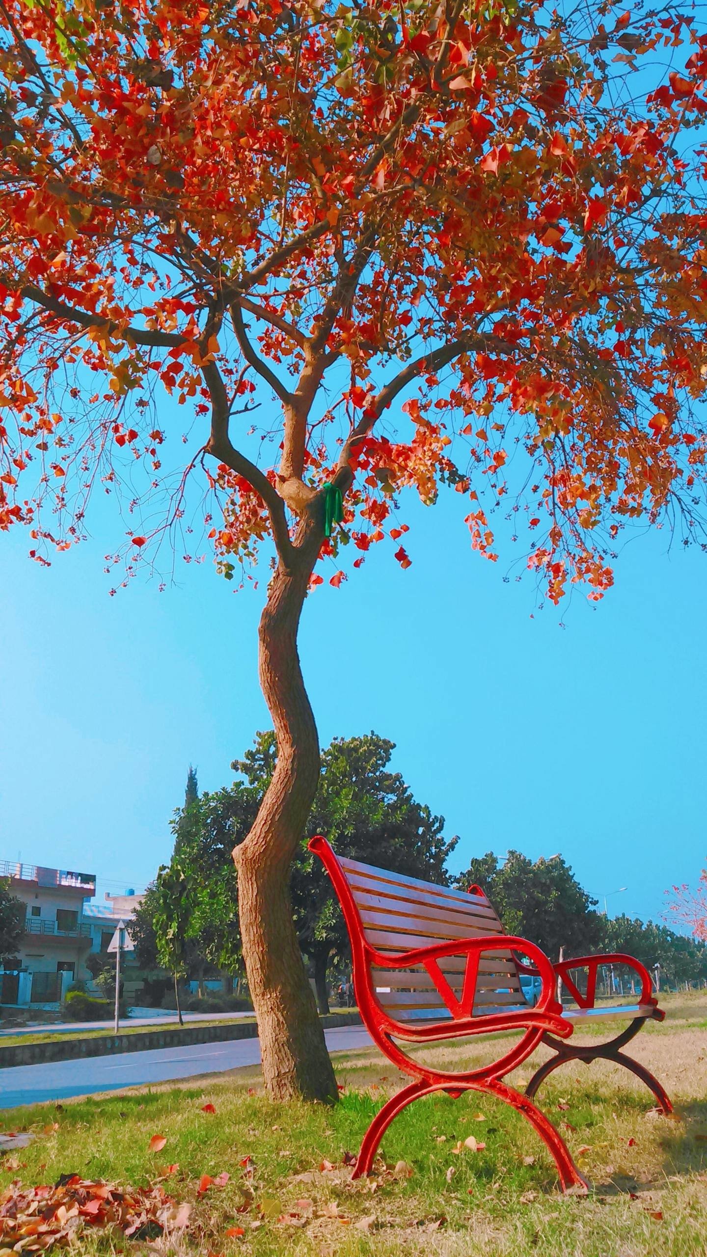 bench Image