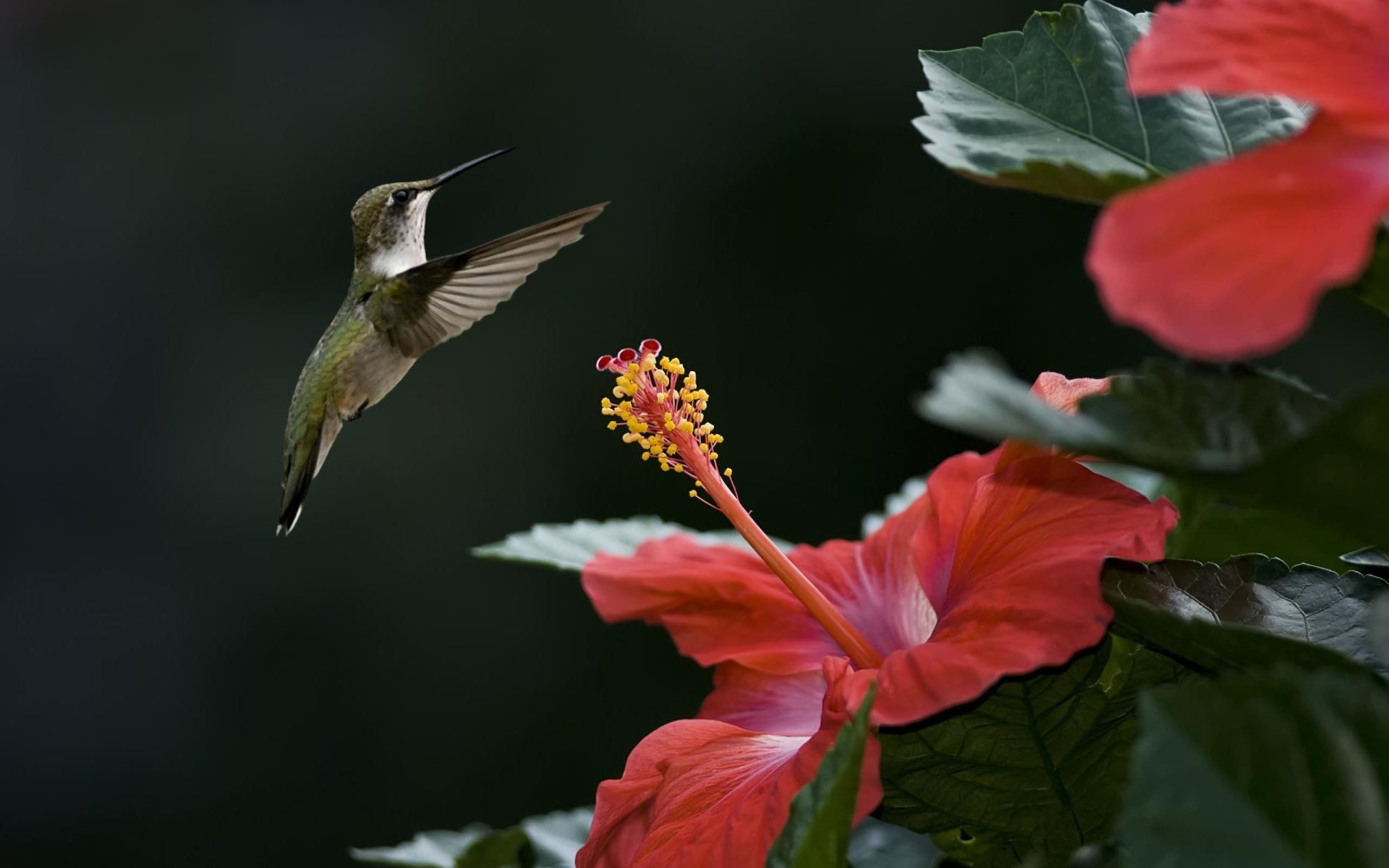 Download Red Flower Flower Hibiscus Bird Hummingbird Image