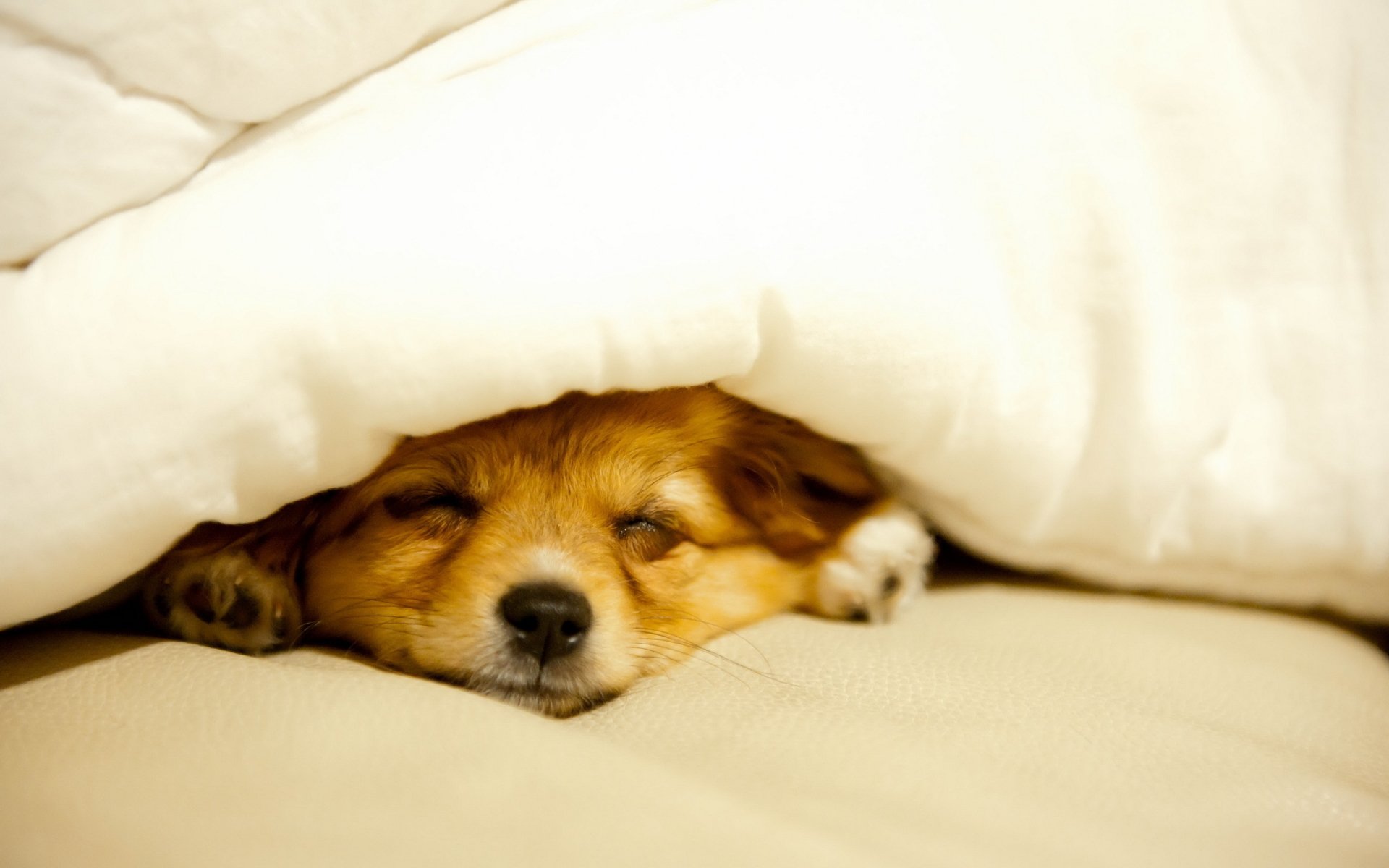 dog Image