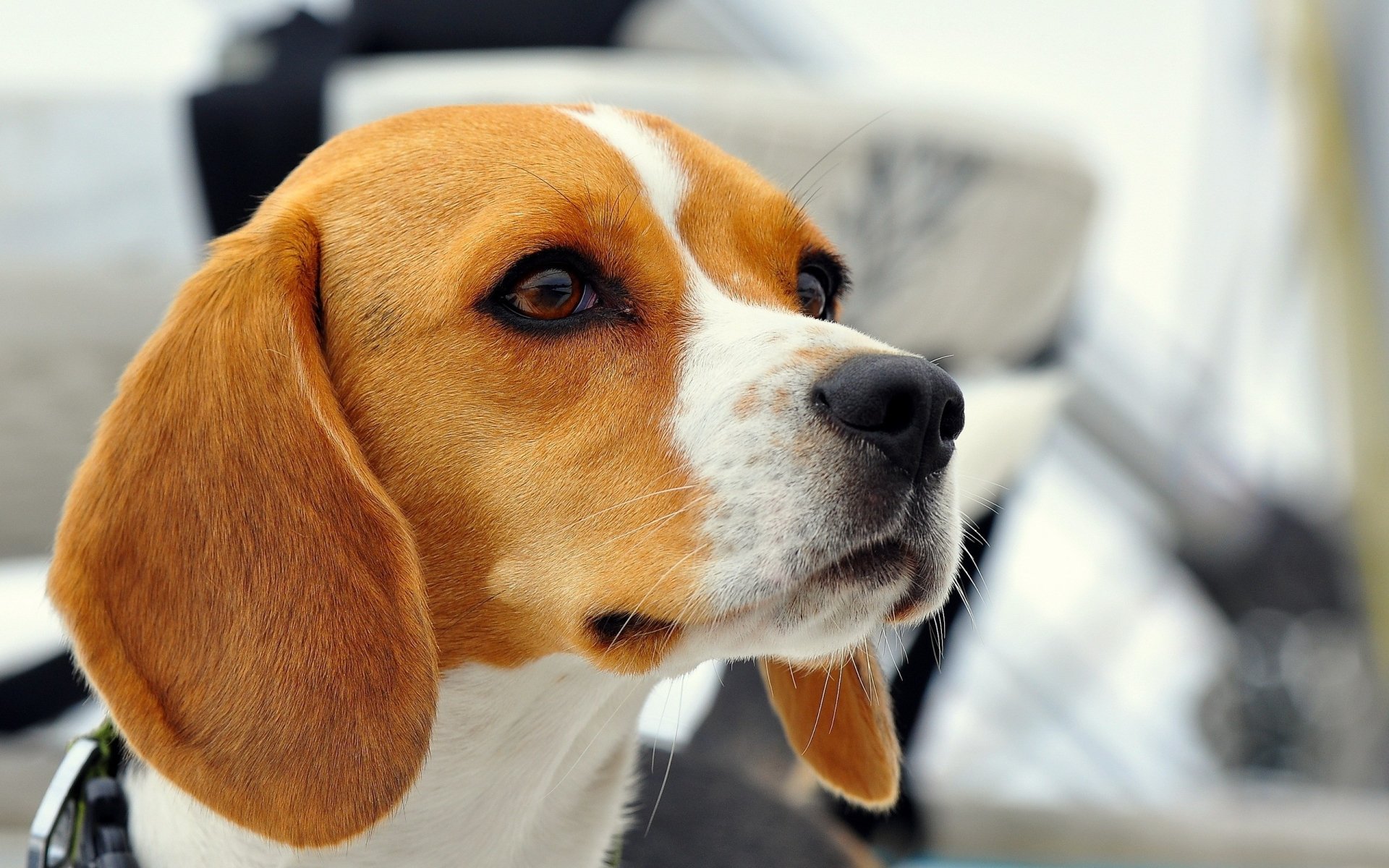 Download Beagle Dog Image