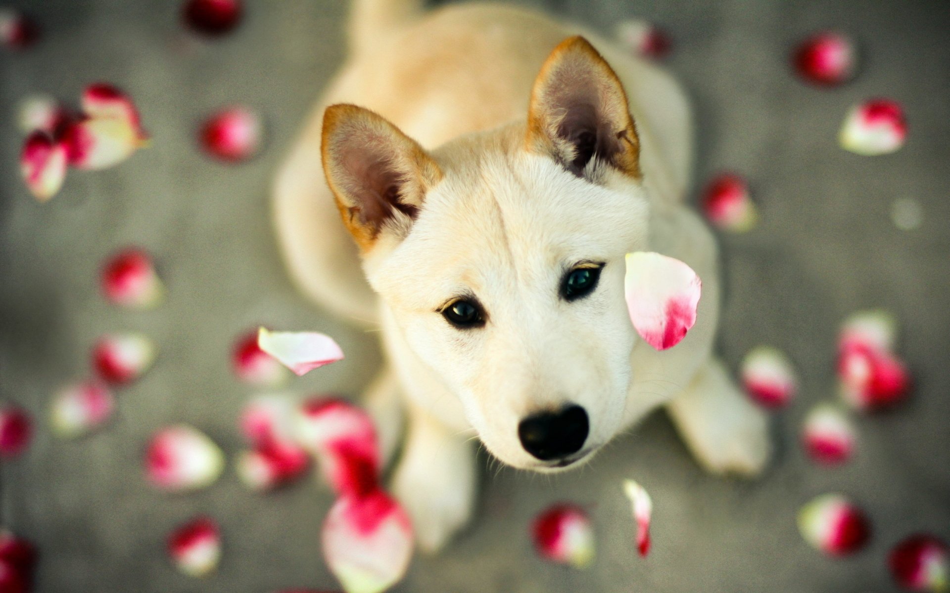 dog Image