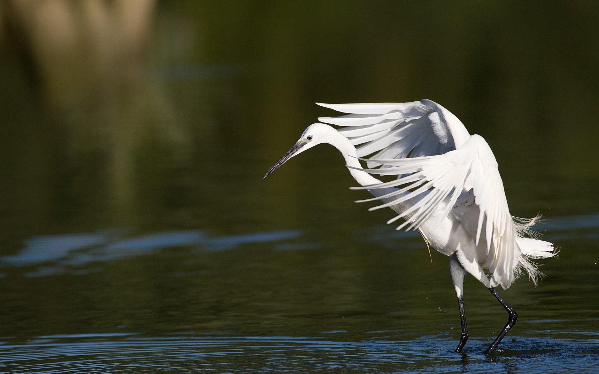 Download Egret Image