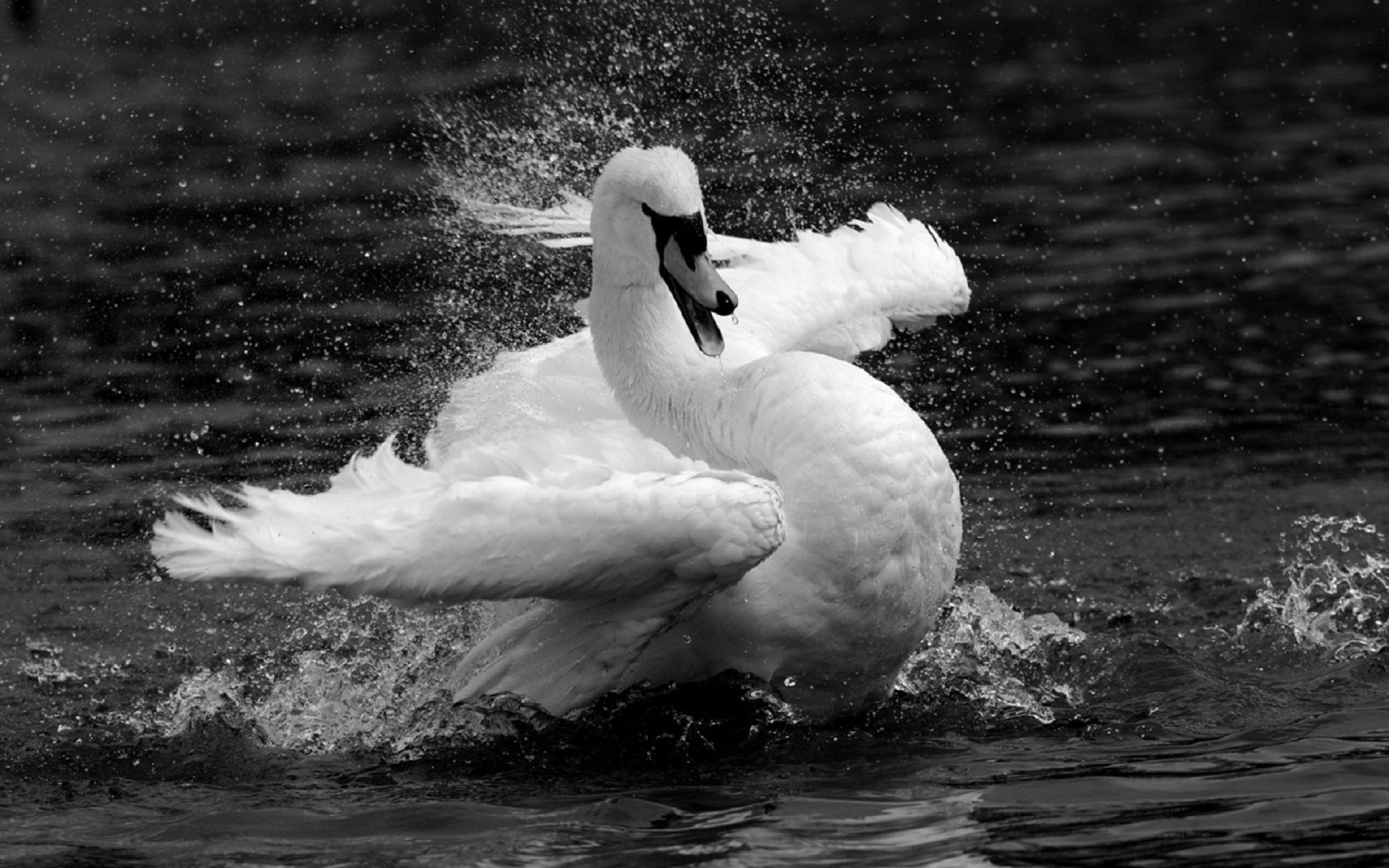 Black & White swan Image