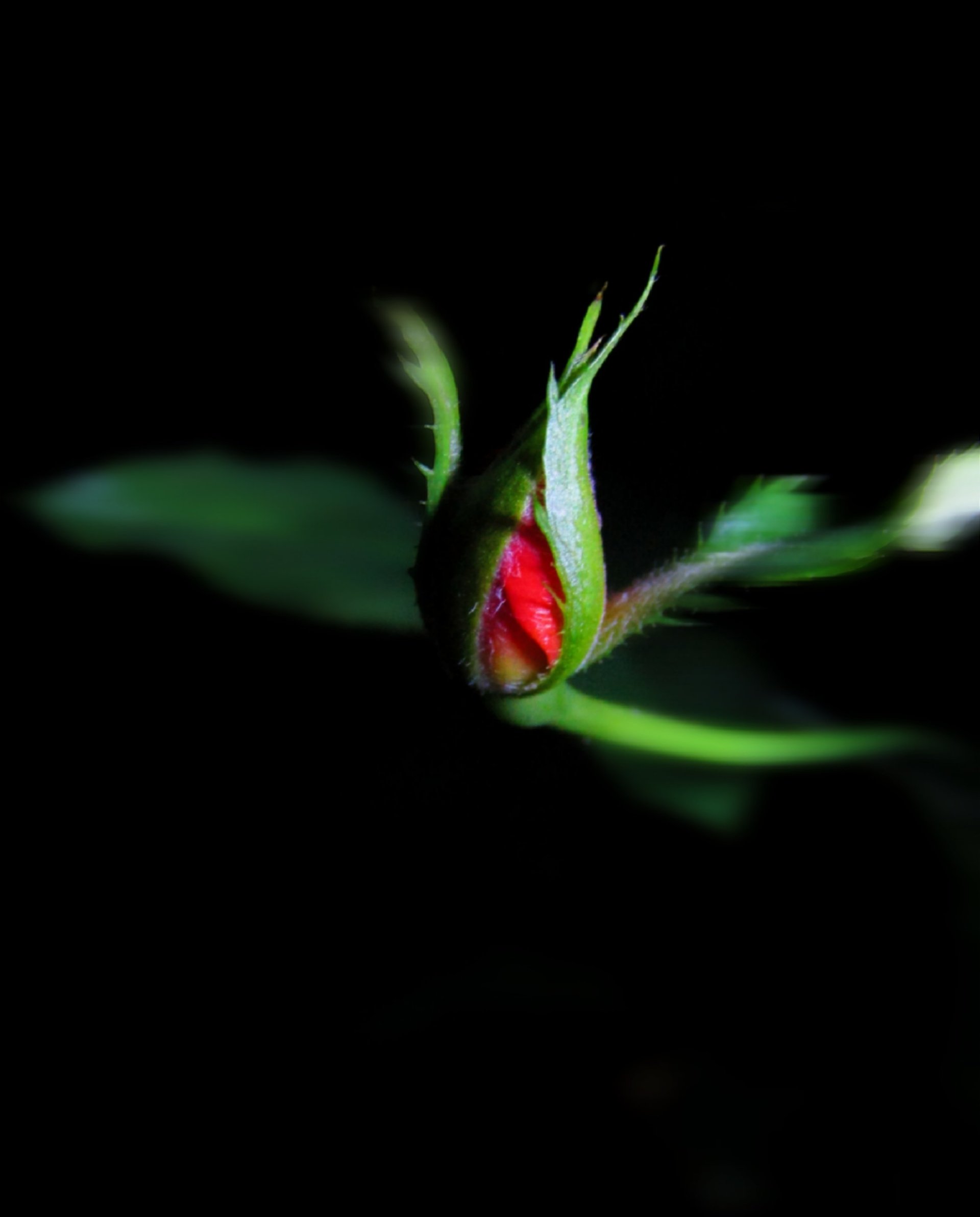  Micro miniature rosebud