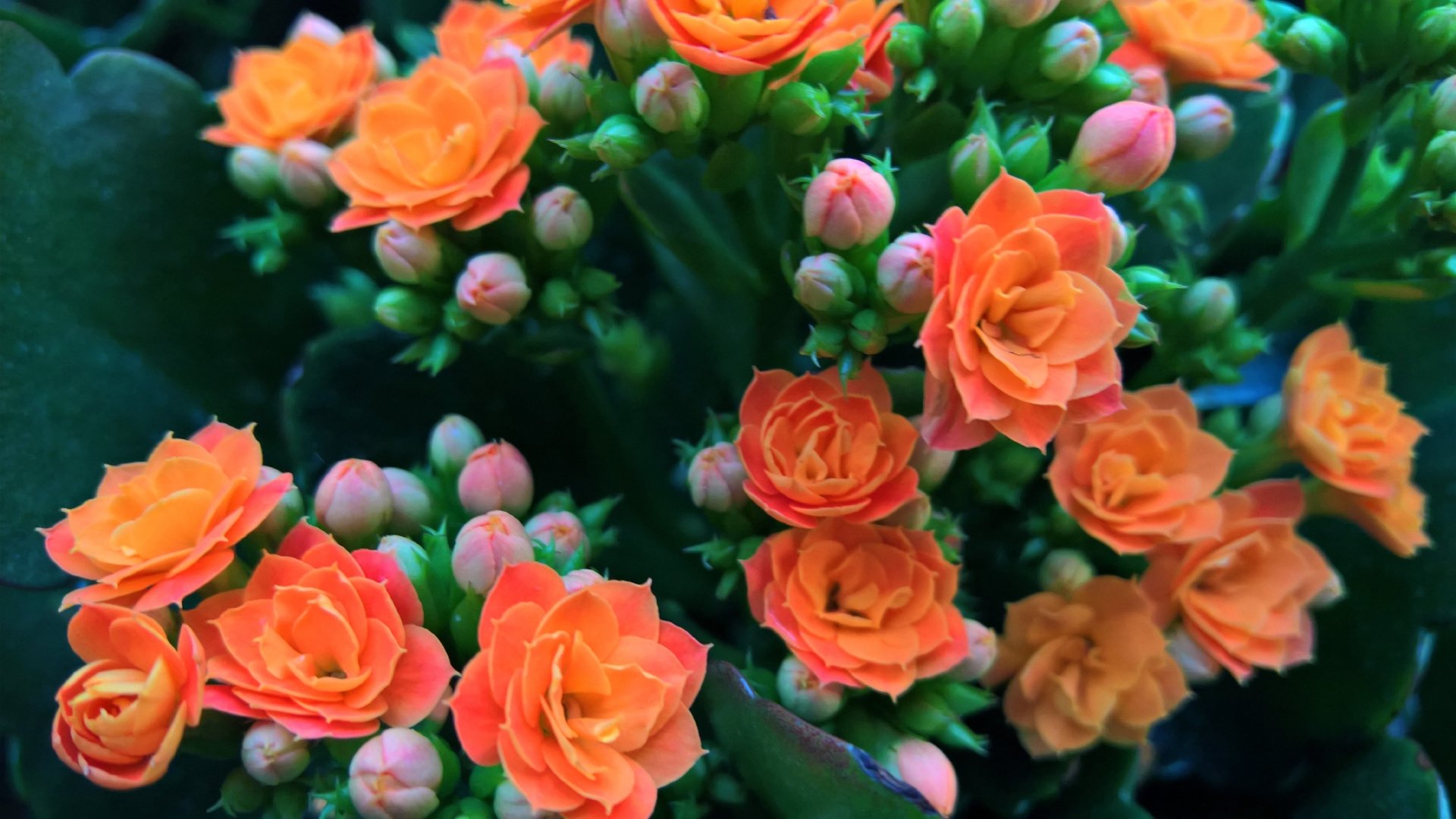  Orange and Pink Flowers