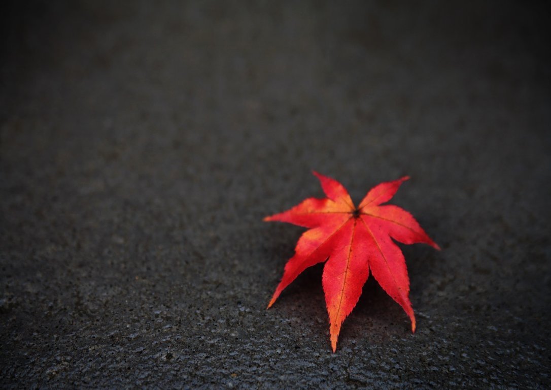 A vibrant red maple leaf rests on a dark surface, showcasing the beauty of nature in its autumn hues, against a contrasting backdrop.