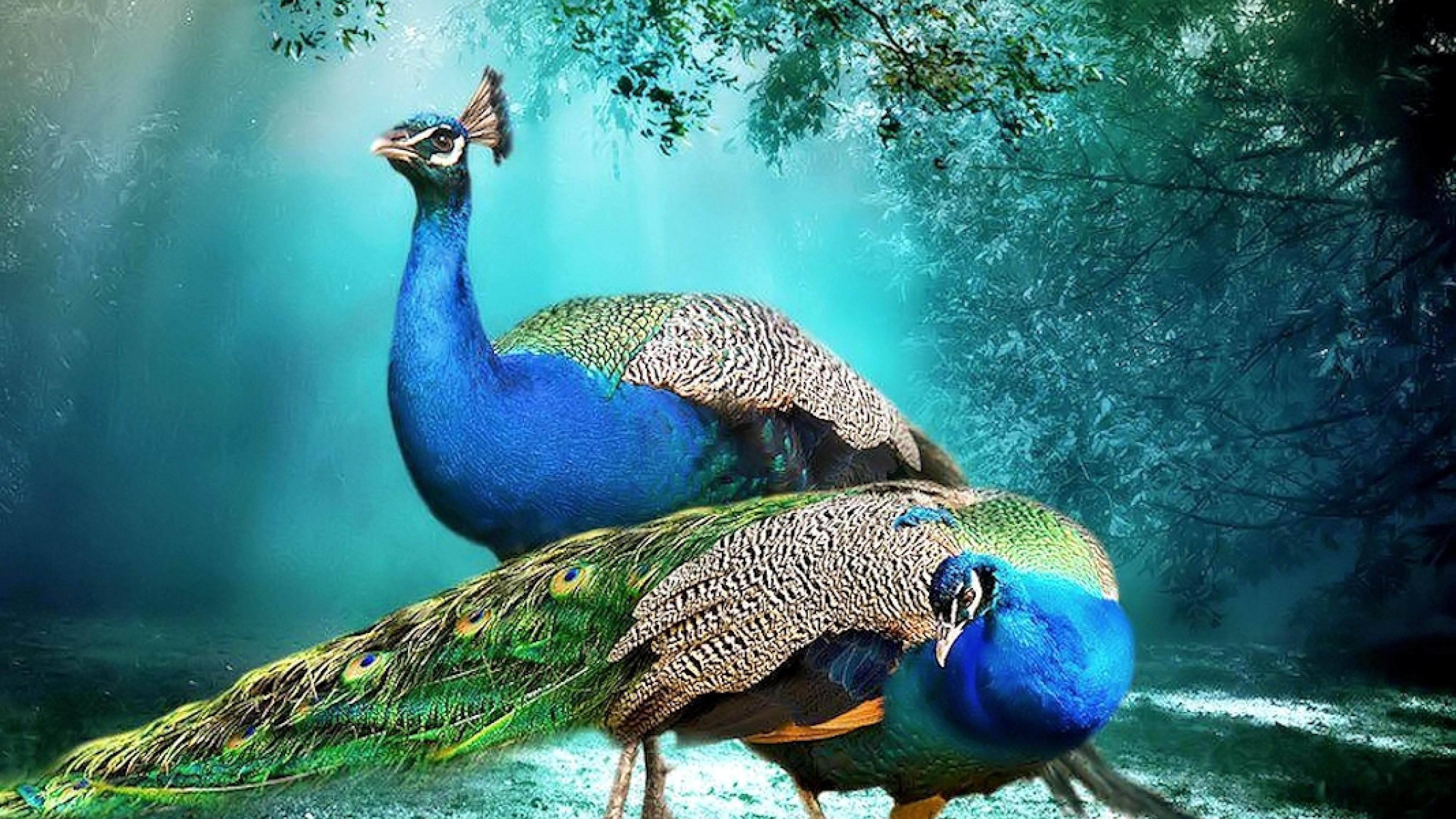 Two Peacocks Image Abyss