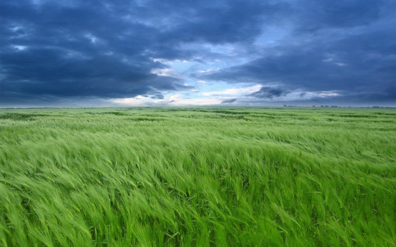 Lush green field under a moody sky, with waves of grass swaying gently in the breeze, showcasing the beauty of nature's landscape.