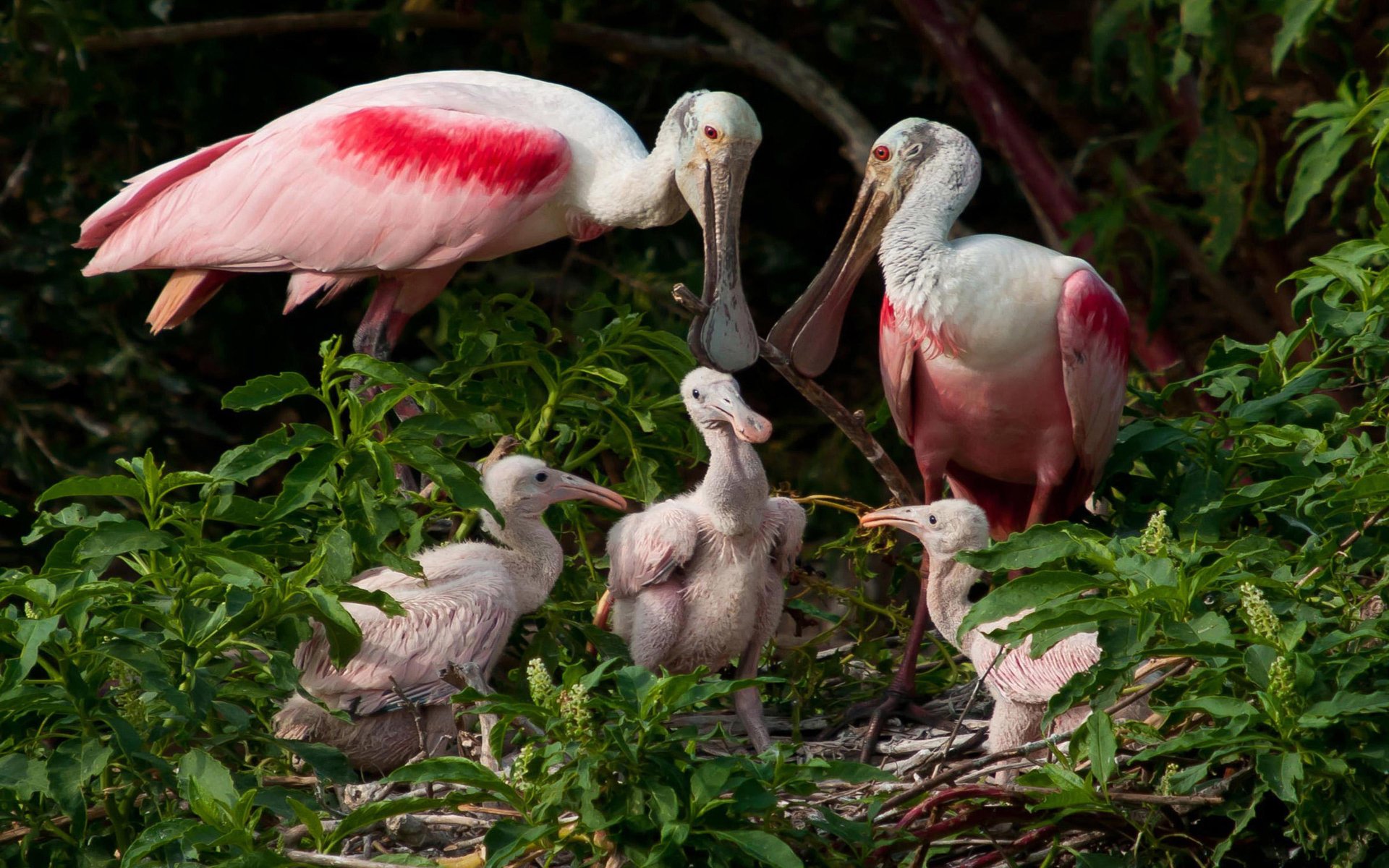  Roseate Spoonbill Family