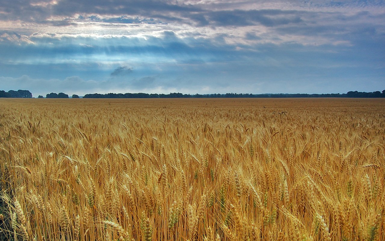 A sunlit field of golden wheat stretches toward the horizon under a dramatic sky, showcasing the beauty of nature in this serene landscape.