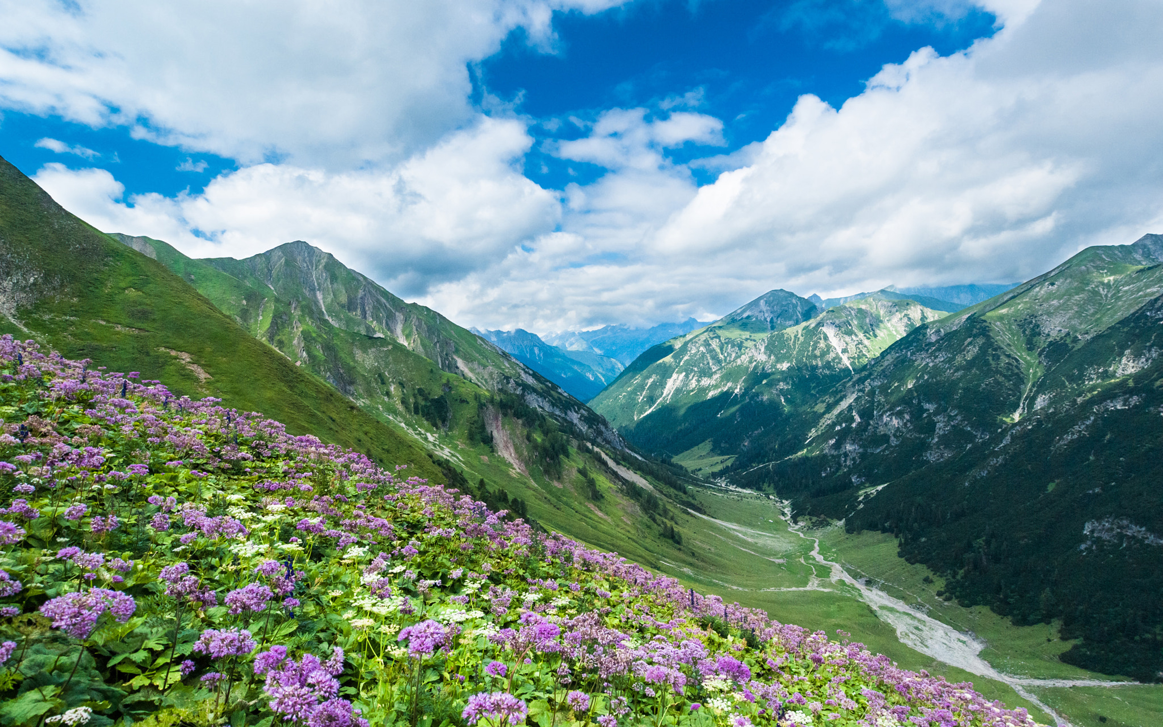 Flowers in the Austrian Alps