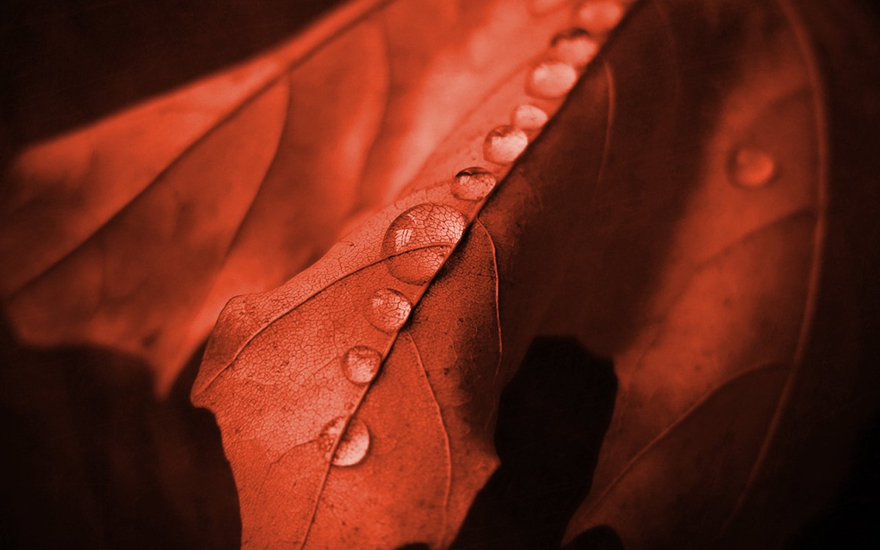 A close-up view of a leaf, highlighted in warm tones, with water droplets glistening on its surface, showcasing the intricate details of nature.