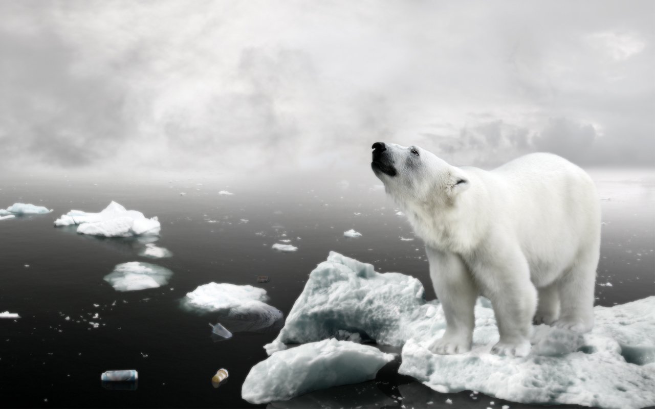 A polar bear stands on an ice floe, looking up against a cloudy sky, surrounded by scattered ice and debris in the water, highlighting the impact of climate change.