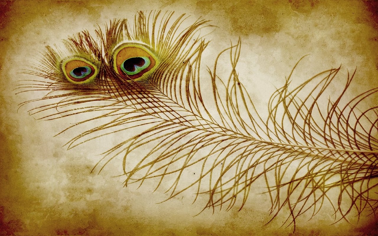 photography feather Image