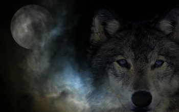 Preview Image 250788