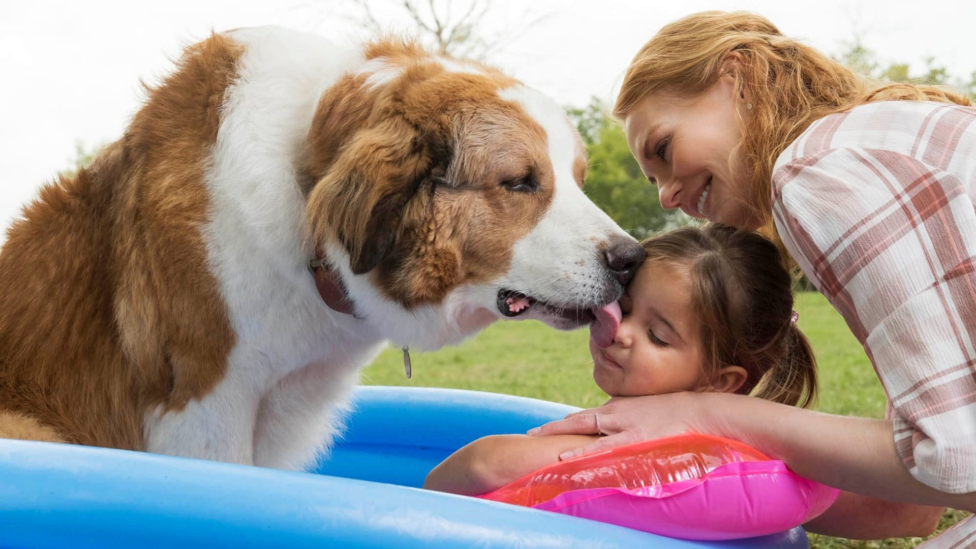 movie A Dog's Journey Image