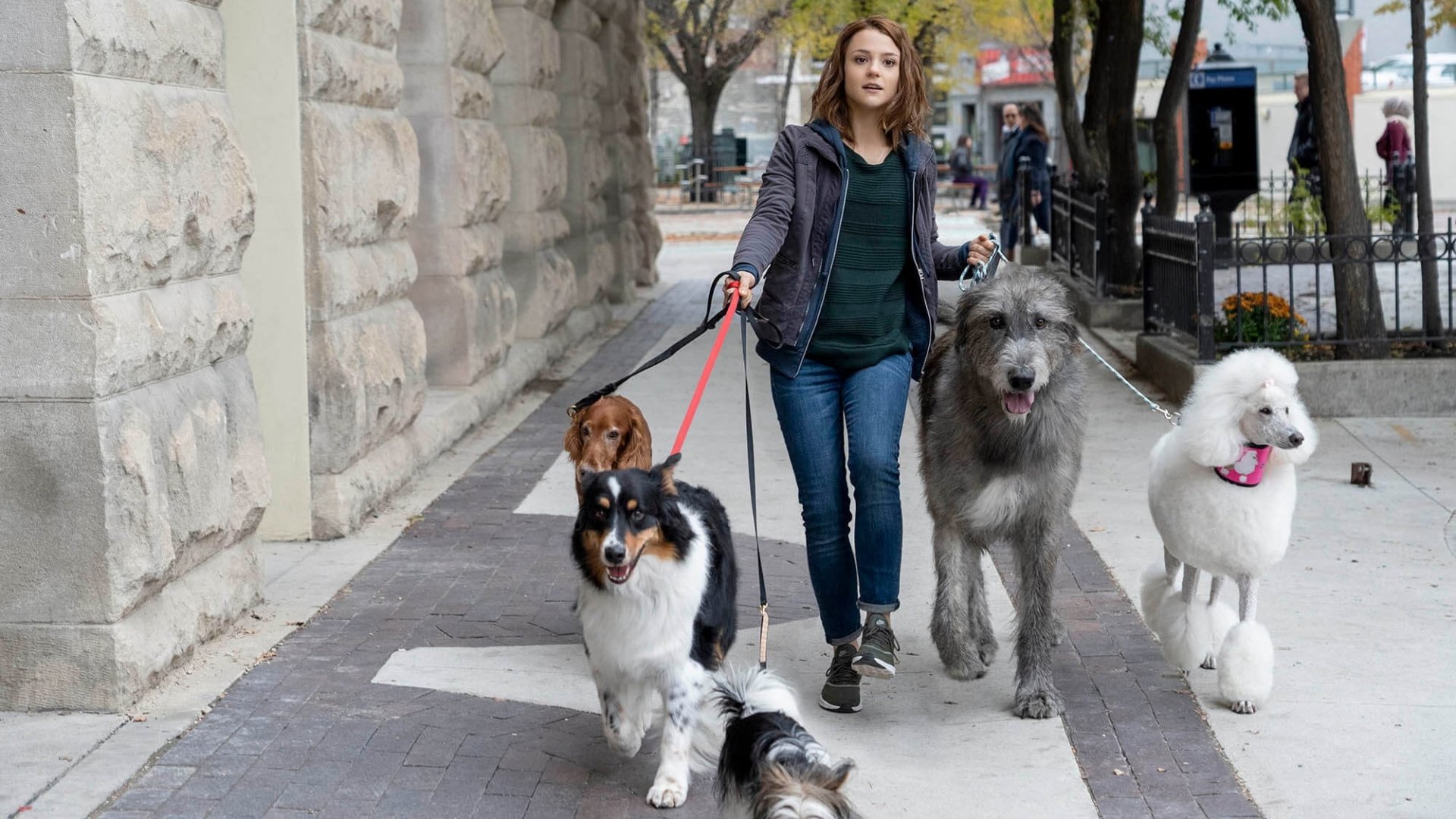 movie A Dog's Journey Image