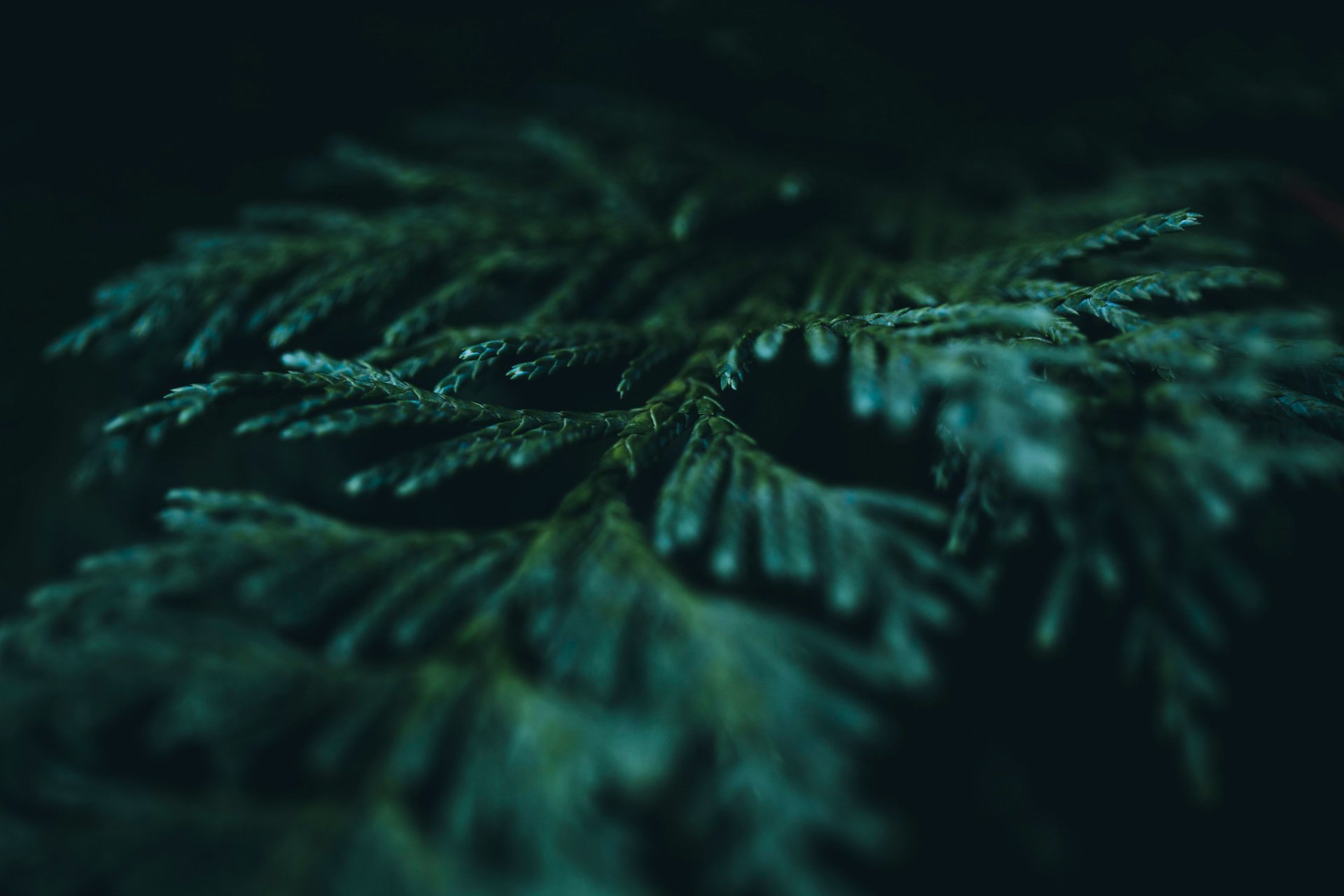nature branch Image