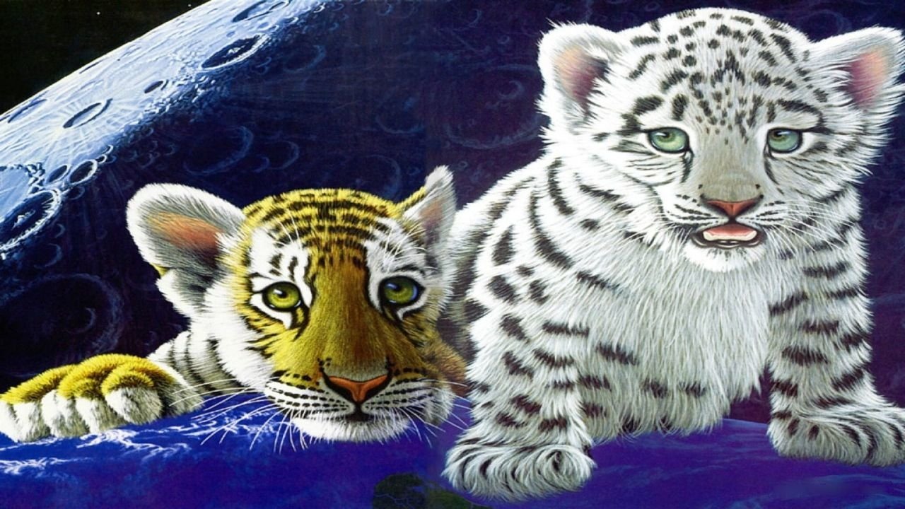 A white tiger cub and a traditional orange tiger cub rest together against a dark blue, moonlit background.